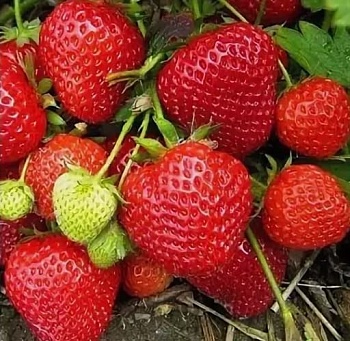 Клубника Ранняя плотная (Р9) 
