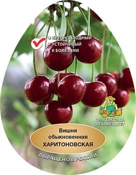 Вишня Харитоновская (в агрономической сетке)
