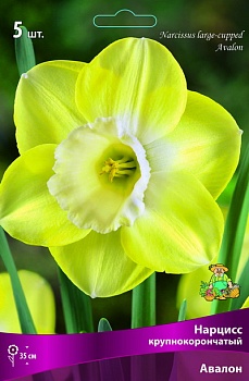 Нарцисс крупнокорончатый Авалон (Цена за 1 луковицу)