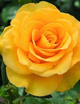 Роза чайно-гибридная Керио