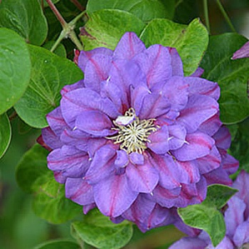 Клематис крупноцветковый Королева Бона