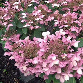Гортензия метельчатая Эрли Сенсейшн