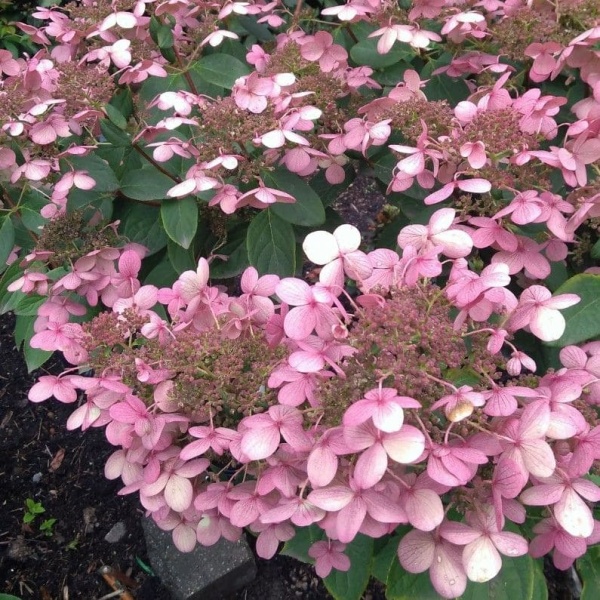 Эрли сенс. (1)