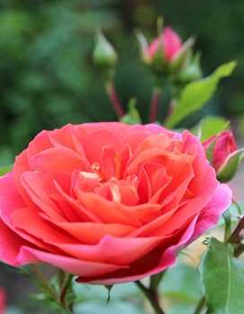 Роза флорибунда Братья Гримм