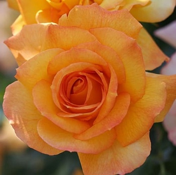 Роза парковая Сахара