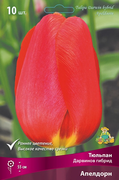 tulipan_darvinov_gibrid_apeldorn_kaper