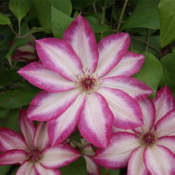 Клематис крупноцветковый Пикоти