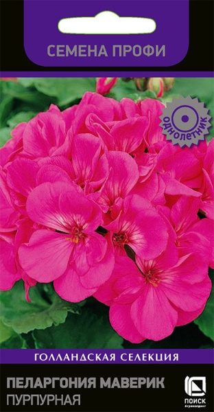 pelargonia_maverik_purpurnaya