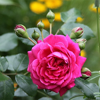 Роза плетистая Лагуна