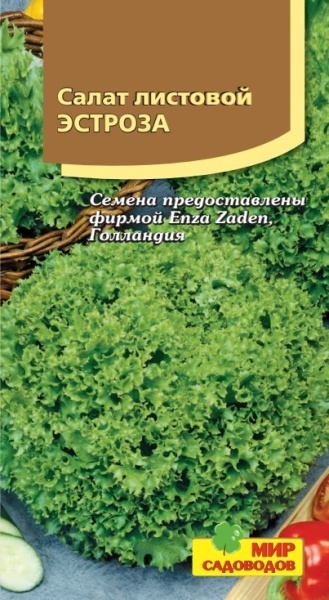 Салат лист. Эстроза