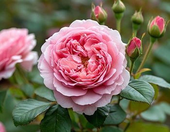 Роза парковая Лариса