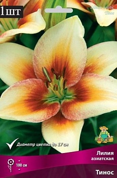 Лилия азиатская Тинос