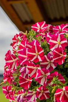 Петуния ампельная Сальто Роуз стар 5шт