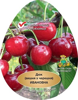 Вишня x черешня (дюк) Ивановна (в агрономической сетке)