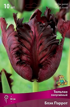 Тюльпан попугайный Блэк Пэррот (Цена за 1 луковицу)
