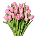 Тюльпаны Тюльпаны