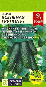 Огурец Ясельная группа F1 5шт  