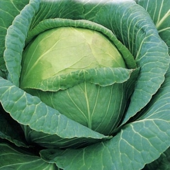 Капуста белокочанная СБ-3 F1 (0,2г) (бел.пакет)