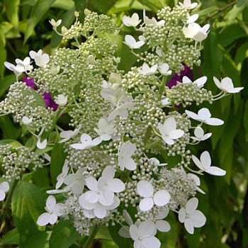 Гортензия метельчатая Гринспайр