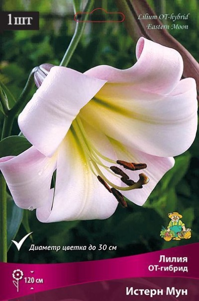 image (38)