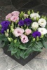 eustoma_julietta_f1_mix_2 (1)