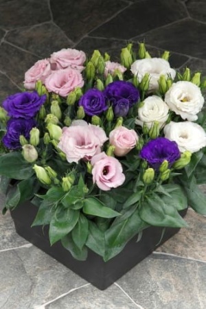eustoma_julietta_f1_mix_2 (1)