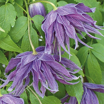Клематис ботанический Виолет Сюрпрайз