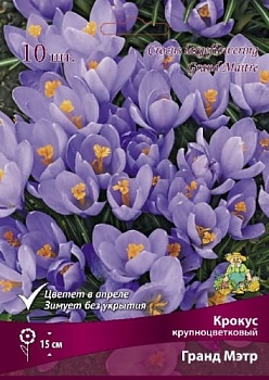 Крокус крупноцветковый Гранд Мэтр (цена за 1 луковицу)