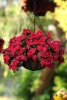 katarantus_ampelnyy_mediterranean_red_1 (1)