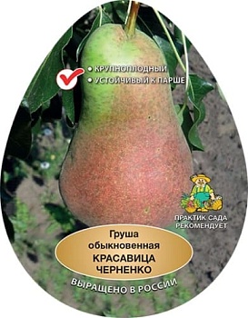 Груша Красавица Черненко (Русская красавица) (в агрономической сетке)