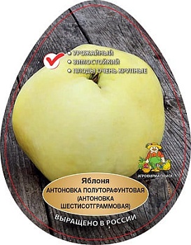 Яблоня Антоновка полуторафунтовая (в агрономической сетке)