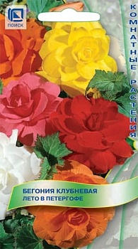 Бегония клубненвая Лето в Петергофе (15шт) (комнатная) 