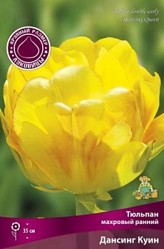Тюльпан Дансинг Куин махр. (цена за 1 луковицу)