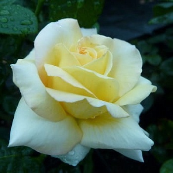 Роза чайно-гибридная Глория Дей