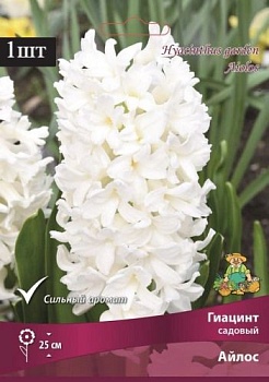 Гиацинт садовый Айлос