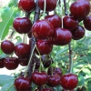 vishnya_duk_kormilica (1)