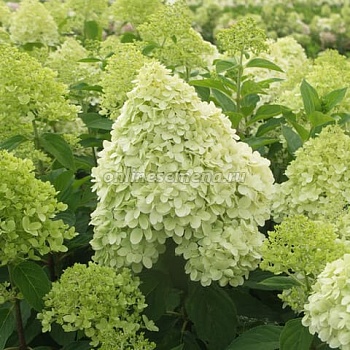 Гортензия метельчатая Селекшн