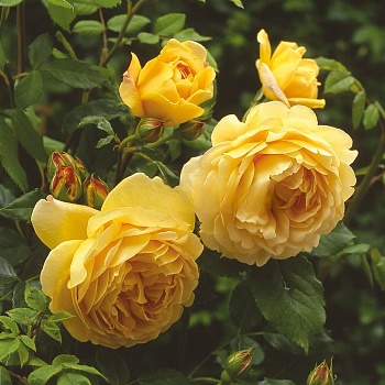 Роза английская парковая Голден Селебрейшен