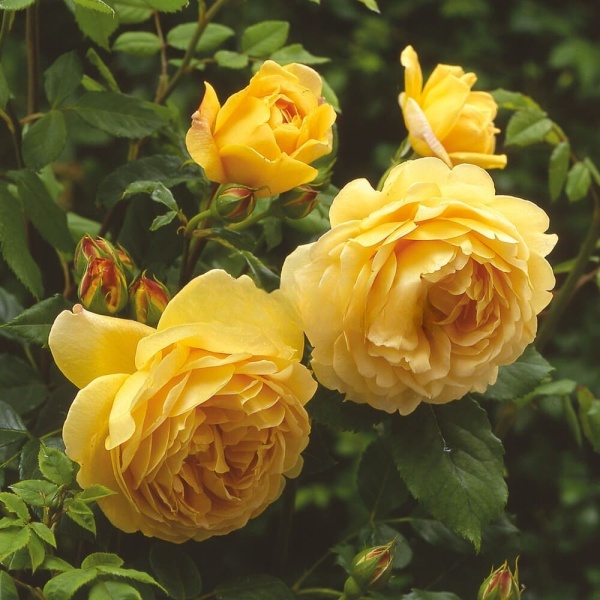 74b21677-17f5-41e9-9e1e-0b20dadf591e (1)