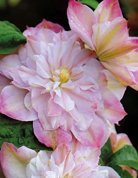 Клематис крупноцветковый Инносент Блаш