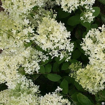 Гортензия метельчатая Дентель Де Горрон