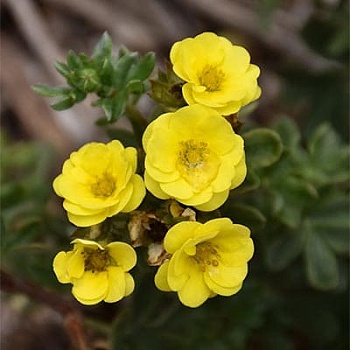 Лапчатка кустарниковая Цитрус Тарт