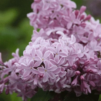 Сирень гиацинтовая Бюффон