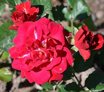 Роза парковая Хеллоу