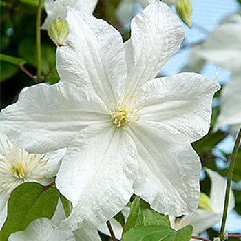 Клематис крупноцветковый Сноу Сторм