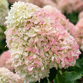 Гортензия метельчатая Кэнди Лав