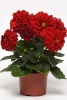 georgina_figaro_red_shades_2 (1)