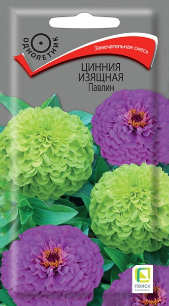 cinnia_izyash_pavlin