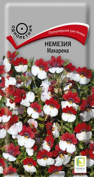nemezia_makarena
