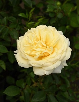 Роза плетистая Эльф